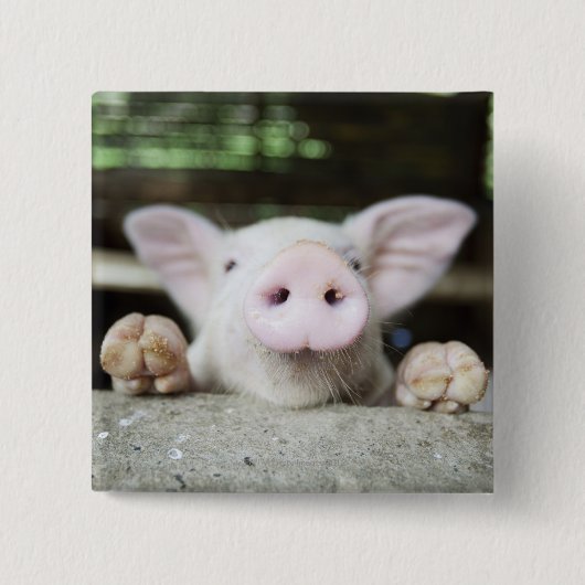 Baby Pig in Pen, Piglet Button (Vorderseite)