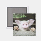 Baby Pig in Pen, Piglet Magnet (Vorderseite/Rückseite)