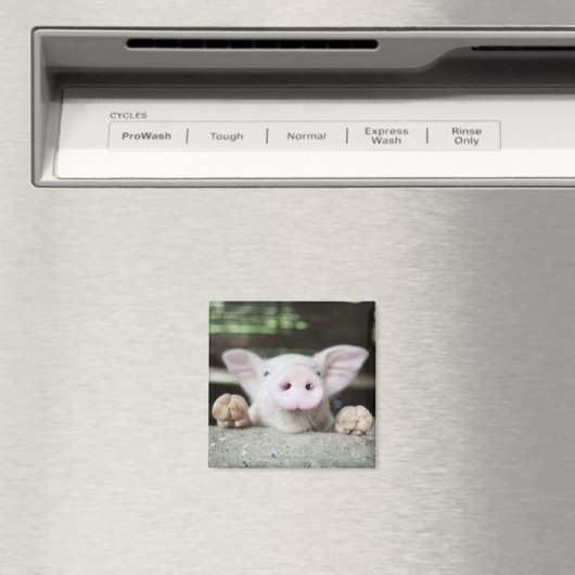 Baby Pig in Pen, Piglet Magnet (In Situ (Geschirrspüler))
