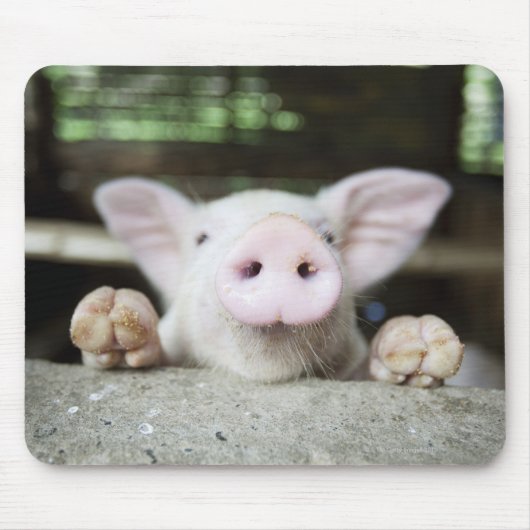 Baby Pig in Pen, Piglet Mousepad (Vorne)