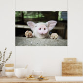 Baby Pig in Pen, Piglet Poster (Küche)