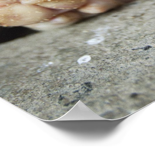 Baby Pig in Pen, Piglet Poster (Ecke)