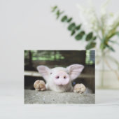 Baby Pig in Pen, Piglet Postkarte (Stehend Vorderseite)