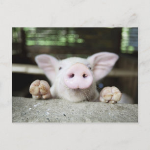 Baby Pig in Pen, Piglet Postkarte