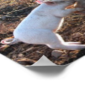 Baby Pig Poster (Ecke)