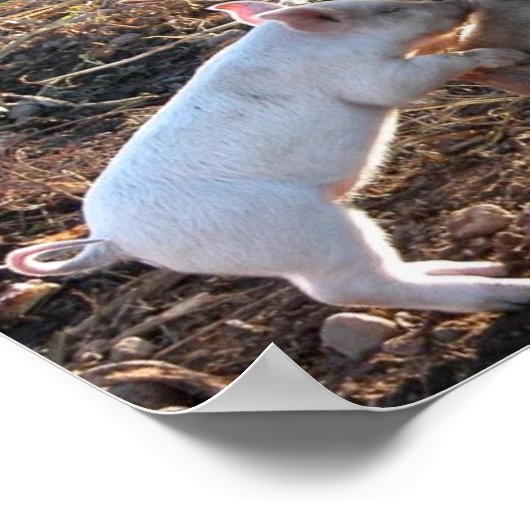 Baby Pig Poster (Ecke)