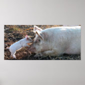 Baby Pig Poster (Vorne)