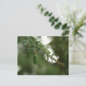 Baby Pine Cones Postkarte (Stehend Vorderseite)