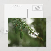 Baby Pine Cones Postkarte (Vorne/Hinten)