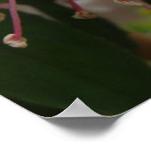 Baby Pink und White Fuschia Blume Poster (Ecke)