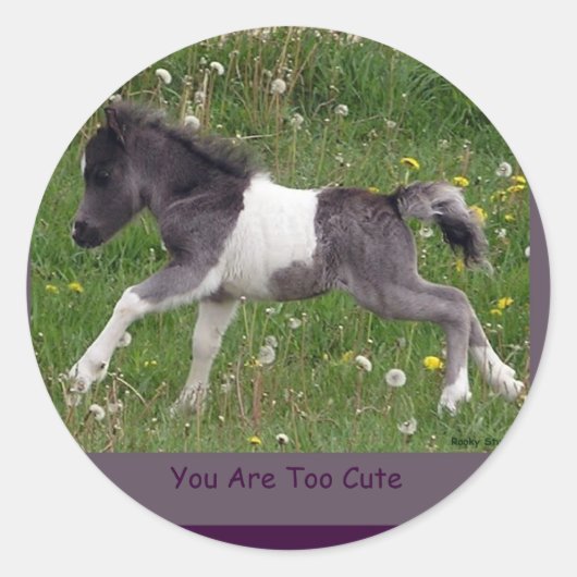 Baby Pinto Mini Horse Stickers (Vorderseite)