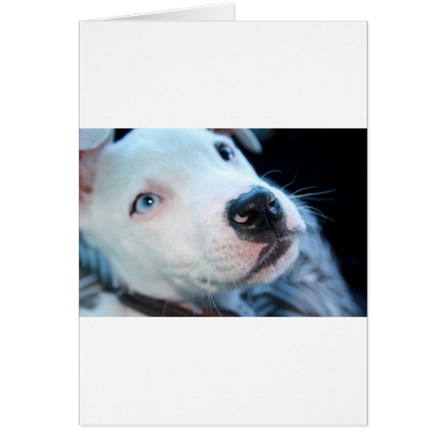 Baby Pitbull Welpe (Vorne)