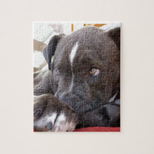 Baby Pitbull Welpen Puzzle