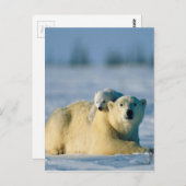 Baby Polar Bear klettert auf Mutter Postkarte (Vorne/Hinten)