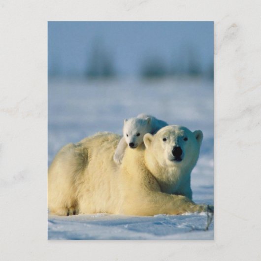 Baby Polar Bear klettert auf Mutter Postkarte (Vorderseite)