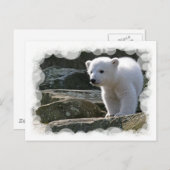 Baby Polar Bear Postcard Postkarte (Vorne/Hinten)