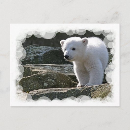 Baby Polar Bear Postcard Postkarte (Vorderseite)