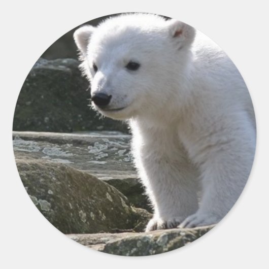 Baby Polar Bear STicker (Vorderseite)