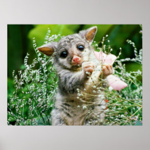Baby Possum Kaution Picking Blume Poster