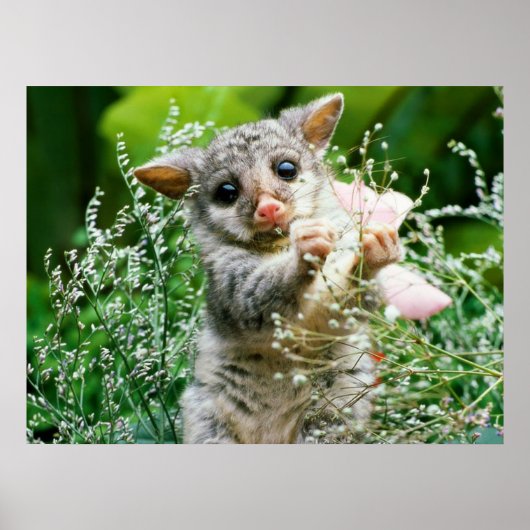 Baby Possum Kaution Picking Blume Poster (Vorne)