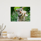 Baby Possum Kaution Picking Blume Poster (Küche)