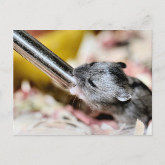 Baby Postkarte (Vorderseite)