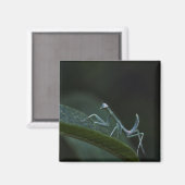 Baby Praying Mantis Magnet (Vorderseite/Rückseite)