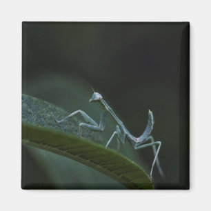 Baby Praying Mantis Magnet