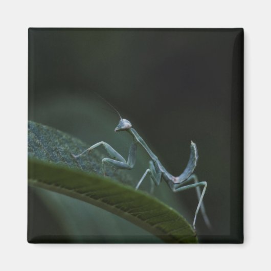Baby Praying Mantis Magnet (Vorne)