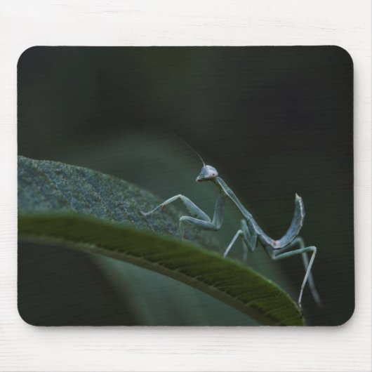 Baby Praying Mantis Mousepad (Vorne)