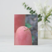 Baby Praying Mantis on Finger Postkarte (Stehend Vorderseite)