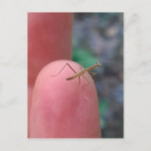 Baby Praying Mantis on Finger Postkarte (Vorderseite)
