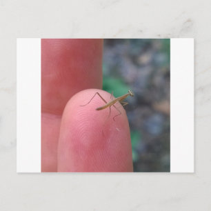 Baby Praying Mantis Post Card Postkarte