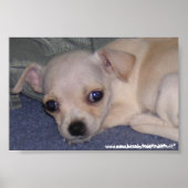 Baby Print. Poster (Vorne)