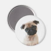 Baby Pug Portrait Magnet (Vorderseite/Rückseite)