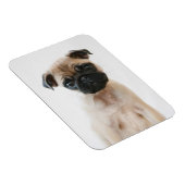 Baby Pug Portrait Magnet (Rechte Seite)