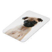 Baby Pug Portrait Magnet (Linke Seite)