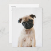Baby Pug Portrait Postkarte (Vorne/Hinten)