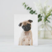 Baby Pug Portrait Postkarte (Stehend Vorderseite)