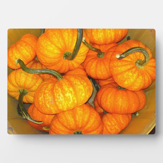Baby Pumpkin Foto Plaque Fotoplatte (Vorderseite)