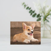 Baby Puppy Corgi Postkarte (Stehend Vorderseite)