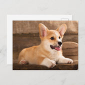 Baby Puppy Corgi Postkarte (Vorne/Hinten)