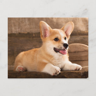 Baby Puppy Corgi Postkarte