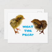 Baby Quail Chick Postcard Postkarte (Vorne/Hinten)