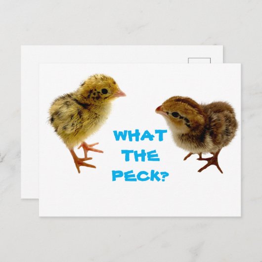Baby Quail Chick Postcard Postkarte (Vorne/Hinten)