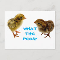Baby Quail Chick Postcard