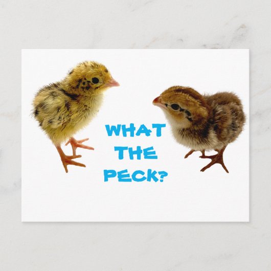 Baby Quail Chick Postcard Postkarte (Vorderseite)