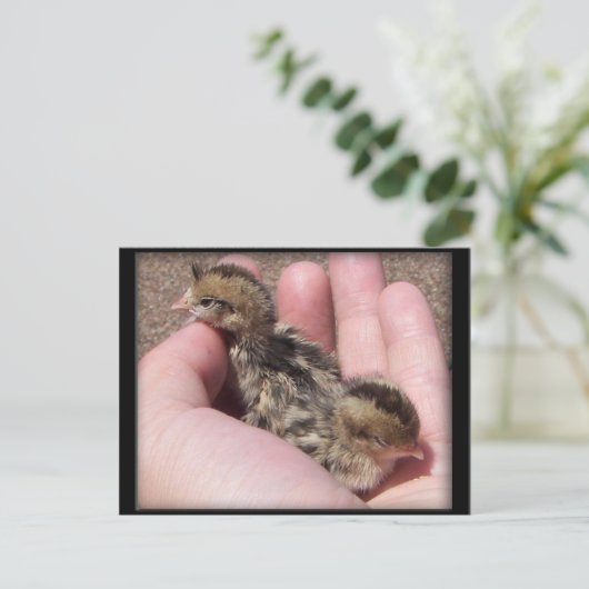 Baby Quail Postkarte (Stehend Vorderseite)