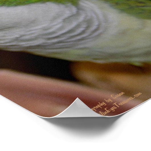 Baby Quaker Parrot Pair #2 Poster (Ecke)