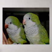 Baby Quaker Parrot Pair #2 Poster (Vorne)